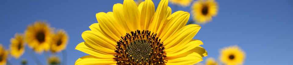 Sunflowers with blue sky behind them